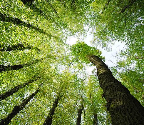 CANOPEE detente et oxygene grabels